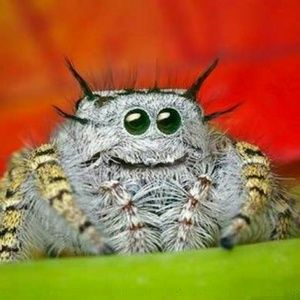 Meet your Posher, Caesar